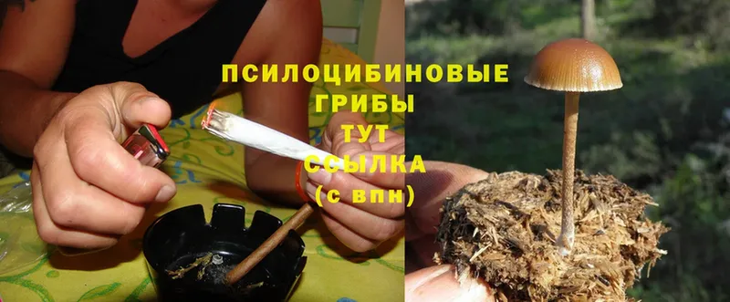 Псилоцибиновые грибы Psilocybine cubensis  где найти наркотики  Волосово 